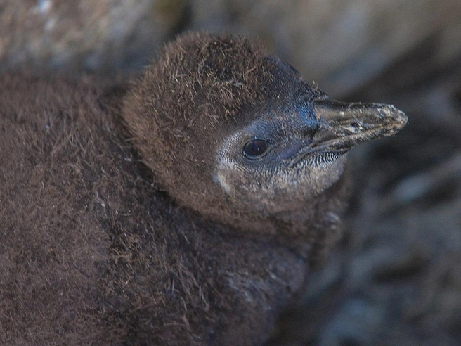 Крохотному пингвиненку еще не придумали имя