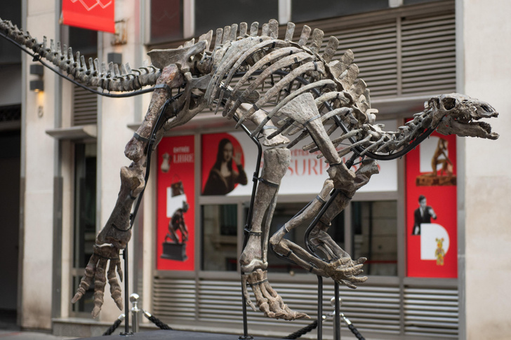 Скелет динозавра Барри продадут на аукционе — угадаете, сколько он может стоить?