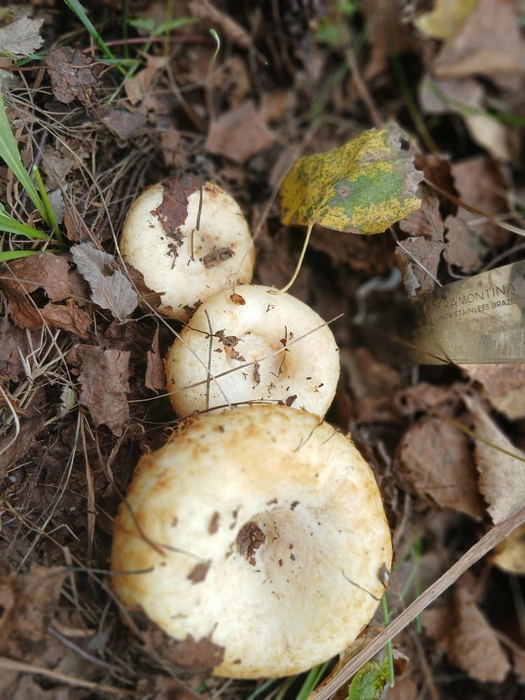 Ты не прячь, грибок, под листок свой бок! | Источник: Лучшие ГРИБНИКИ Самарской и Ульяновской области / Vk.com