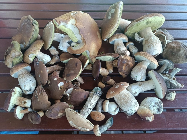 Не спешат покидать лес белые грибы | Источник: Светлана Гордеева / Грибы в Подмосковье 2025 / VK.com