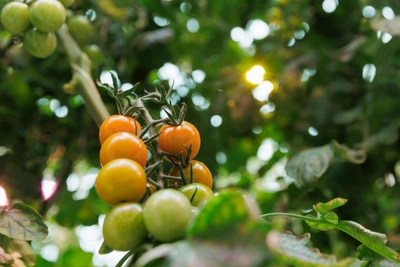 Giant greenhouses near Tyumen: inside video of operations