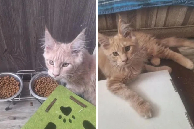 Котенку нужен новый дом | Источник: avito.ru