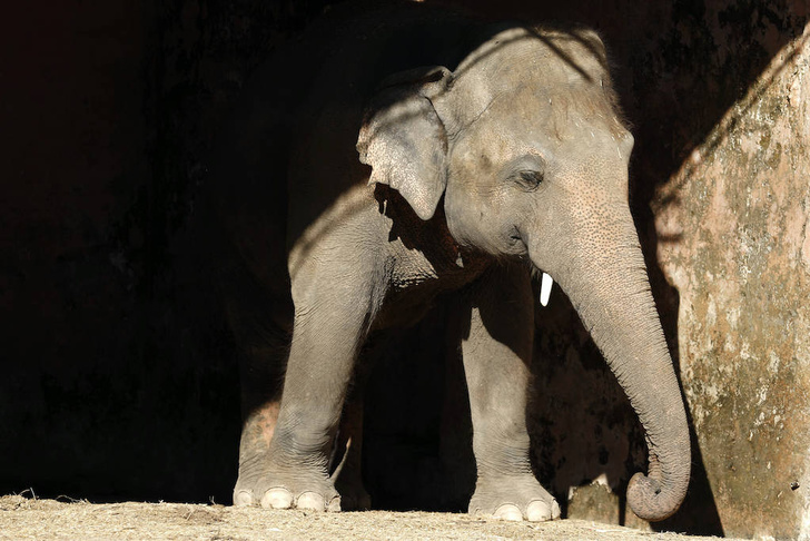 «Самый одинокий слон в мире» переехал в заповедник в Камбодже