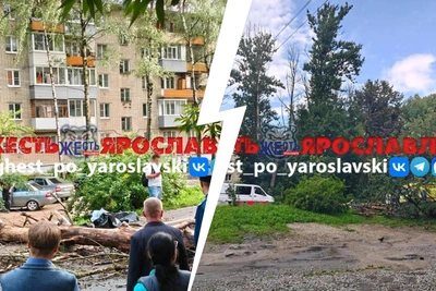 Под деревом в Ярославле погиб военный