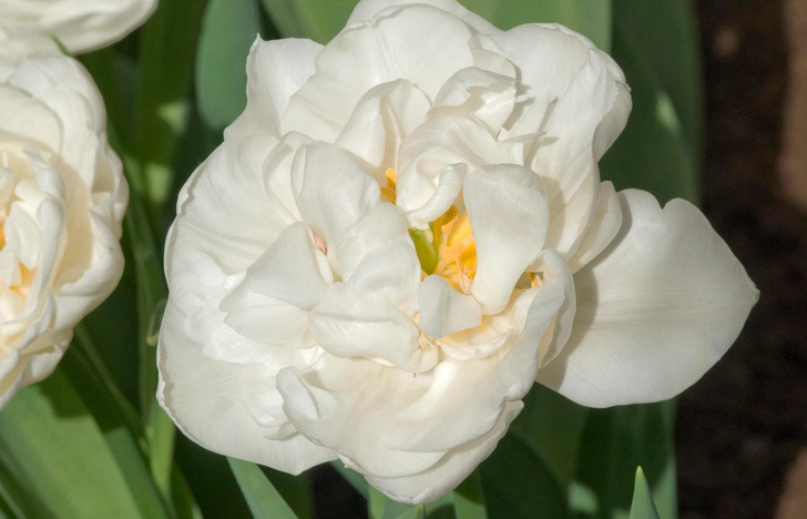 Искусственный отбор: 20 самых популярных сортов тюльпанов