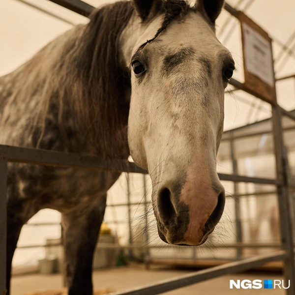 Все животные были дружелюбны к посетителям | Источник: Александр Ощепков / NGS.RU