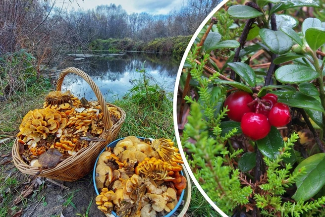 Рассказываем, где искать грибы в Подмосковье  | Источник: Василий Потапов, Андрей Сластенко / «Грибники Подмосковья» / vk.com