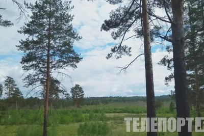 Охота на медведя: старт приема заявлений в Приамурье