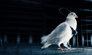 В России из живых голубей сделали биодроны, они смогут пролетать до 500 км каждый день