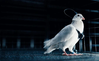 В России из живых голубей сделали биодроны, они смогут пролетать до 500 км каждый день