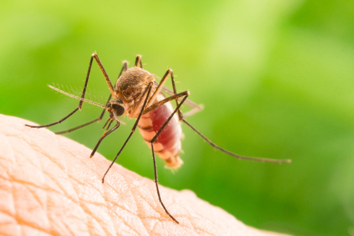 Для чего нужны комары?