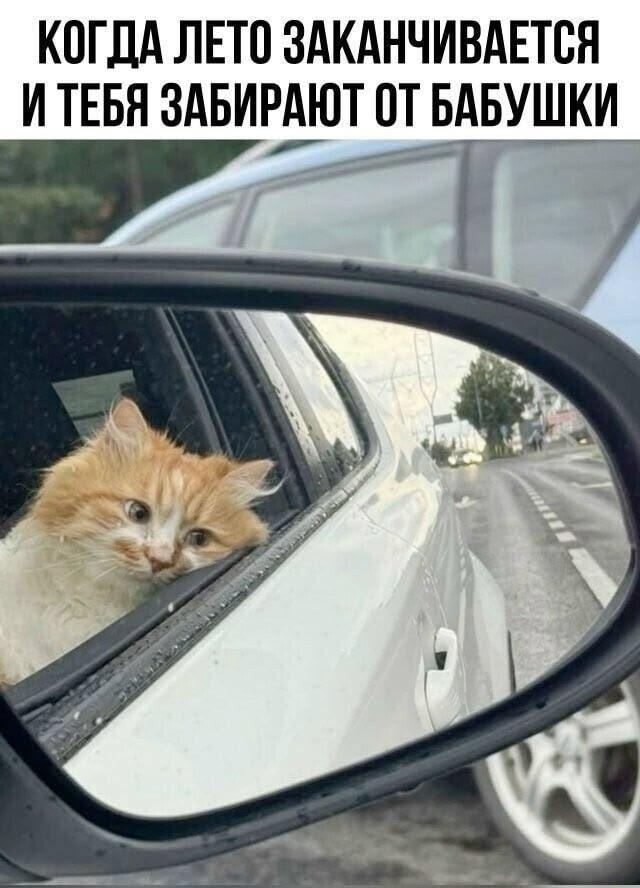 И еще коты и юмор :-) Здравствуйте, уважаемые, Приятного, времени, суток