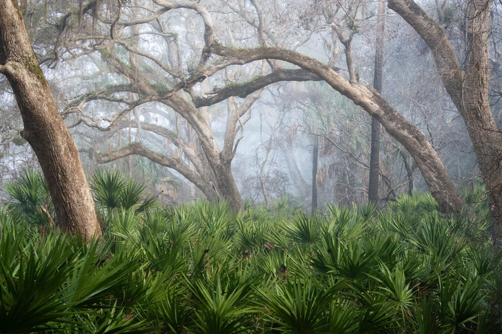 Болота Флоридчины: полюбуйтесь на лучшие снимки призеров конкурса Florida Wildlife Federation Photo Contest 2026 | Источник: Donald Pelliccia / Florida Wildlife Federation Photo Contest 2026