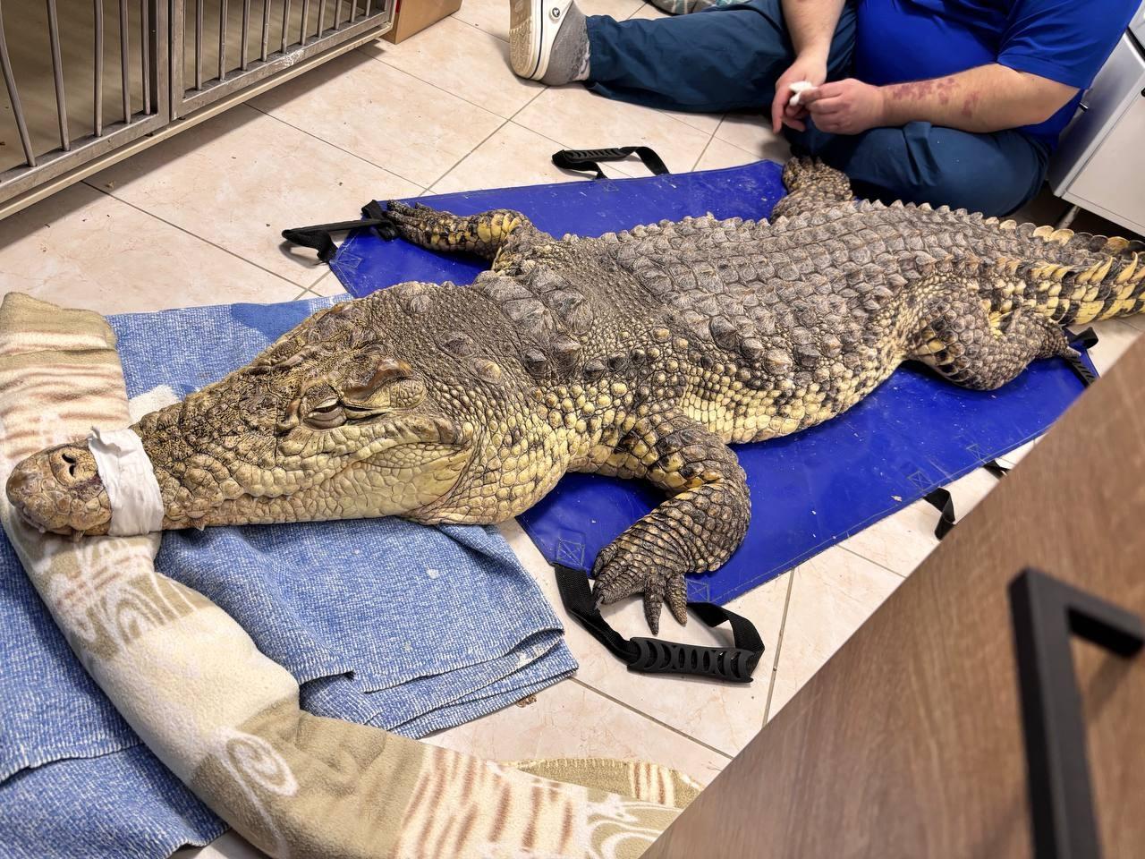В Рязани экстренно прооперировали крокодила из цирка: фото