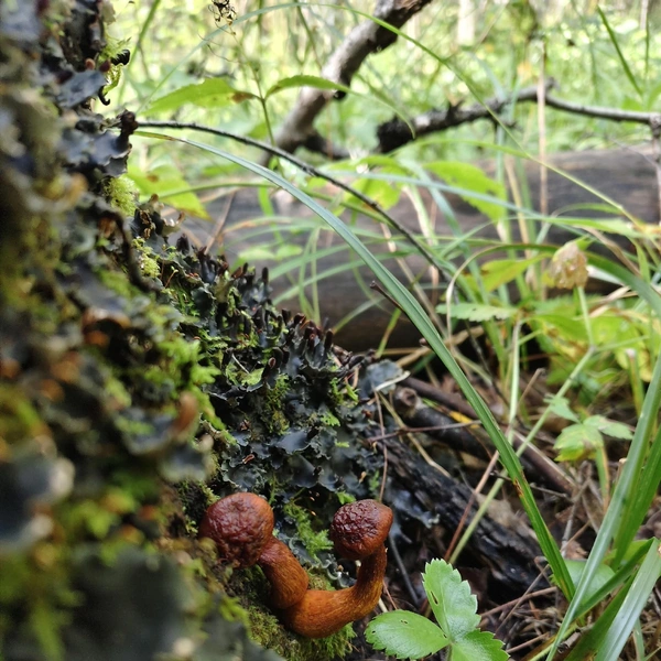 Источник: Елена Викторовна / «Грибы и грибники Екатеринбурга и Свердловской области» / Vk.com