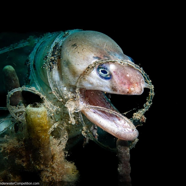 Финалист в номинации «Защита окружающей среды» | Источник: Marco Schulze / DPG Masters Underwater Imaging Competition 2024