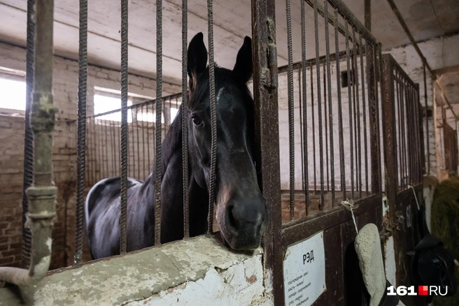 Источник: Евгений Вдовин / 161.RU