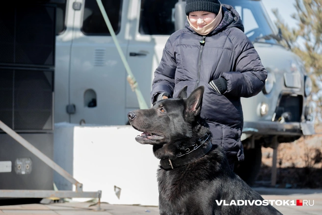 Источник: Елена Буйвол / VLADIVOSTOK1.RU