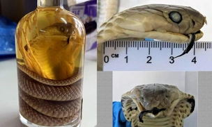 В багаже россиянки, прилетевшей из Вьетнама, нашли «змеиное вино». Что это такое?