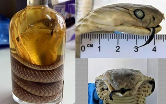 В багаже россиянки, прилетевшей из Вьетнама, нашли «змеиное вино». Что это такое?