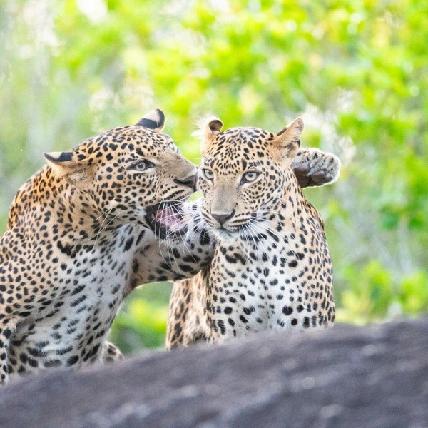 «Чтобы до вечера была дома!» | Источник: Vinod Liyanage / Nikon Comedy Wildlife Awards 2025