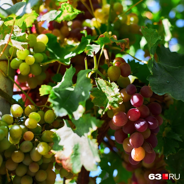 Источник: Роман Данилкин / 63.RU