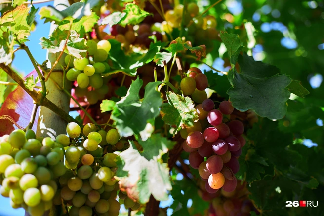 Фестиваль «Молодое вино» обойдётся Ставропольскому краю в 25 миллионов рублей | Источник: Роман Данилкин / 63.RU