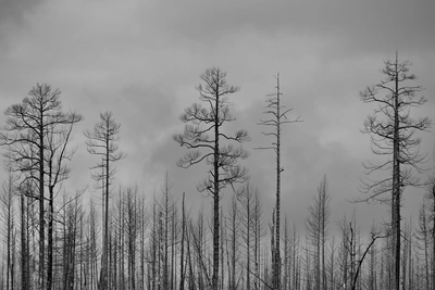 В Томской области с 17 апреля начинается пожароопасный сезон
