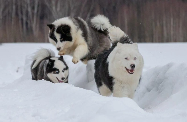 Особенность якутских лаек — голубые глаза | Источник: ЯСИА / ysia.ru