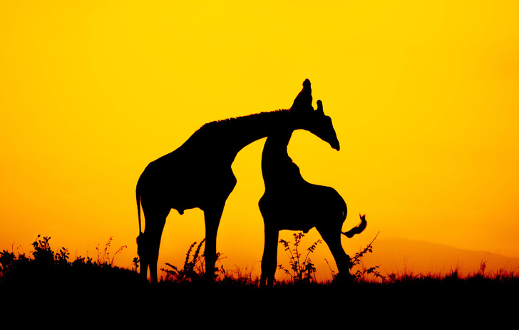 Жирафы совершают вечерний моцион в ЮАР