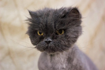 Centenarian surrenders cat; Perm shelter seeks home for elderly feline