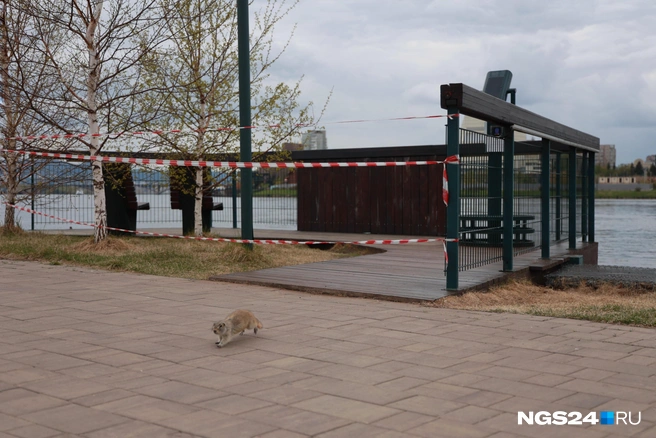 Суслик бежит от воды или к человеку? | Источник: Мария Ленц / NGS24.RU