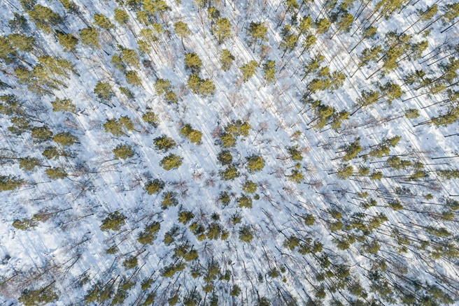 Двое заблудились в лесу под Лугой накануне Нового года. На морозе они провели почти сутки | Источник: Александр Ощепков / NGS.RU