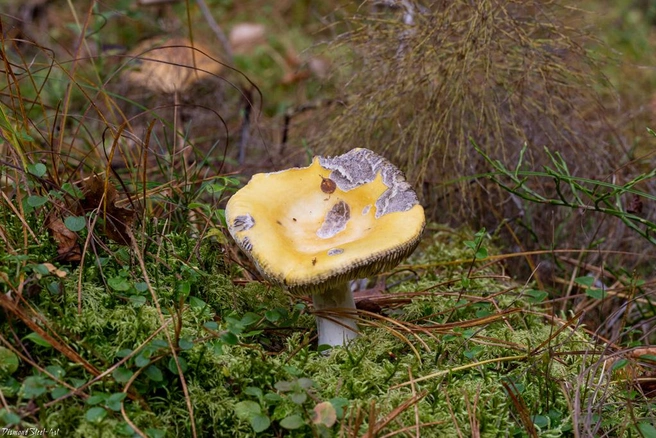 У этой сыроежки яркая шляпка | Источник: mycology.su