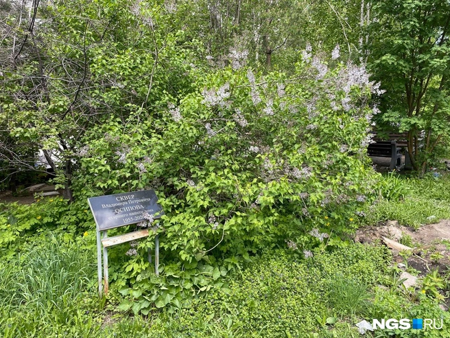 Сквер разбили во дворе многоквартирного дома в Ленинском районе | Источник: Александр Ощепков / NGS.RU