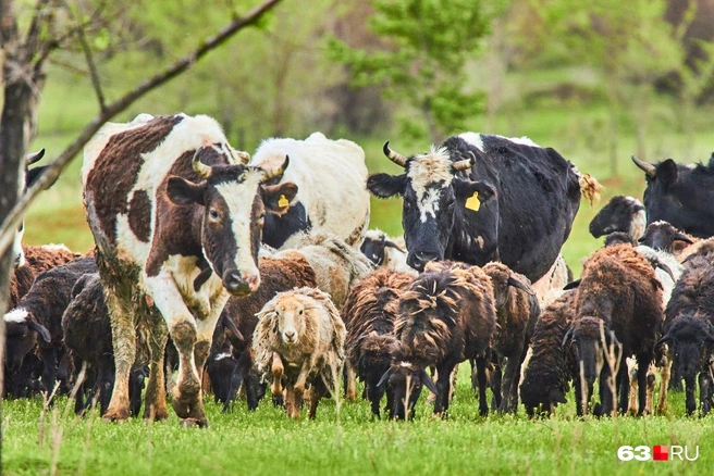 Источник: Роман Данилкин / 63.RU