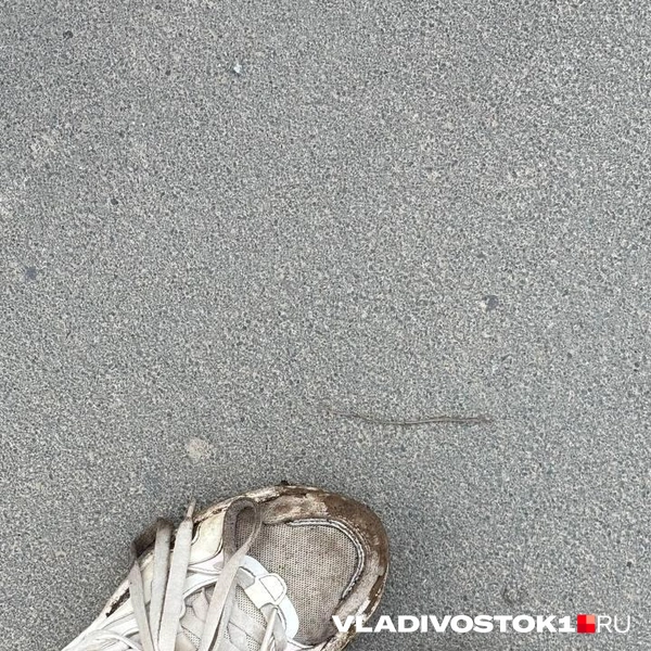Источник: Елена Буйвол / VLADIVOSTOK1.RU
