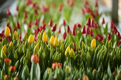 Цены на цветы в Якутске к 8 Марта