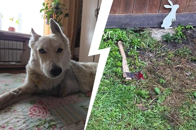 Собаке отрубили лапу в гостинице Ярославской области, хозяин задержан