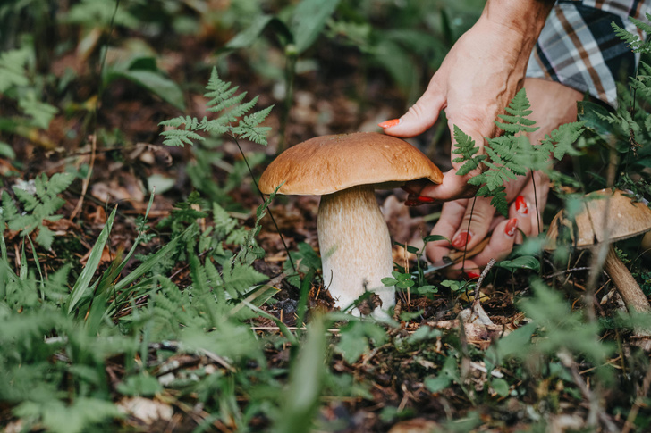 Любители собирать грибы могут заразиться лихорадкой с кровотечением