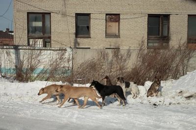 Администрацию района оштрафовали за нападение собаки на ребенка