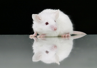 Ученым удалось стереть воспоминания у мышей