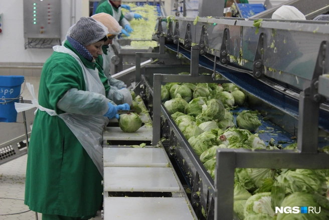 Квашеная капуста во многом по пользе превосходит свежую | Источник: Станислав Соколов / NGS.RU