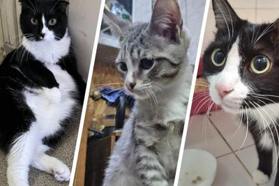 Tyumen's Homeless Cats Find Homes, While Others Seek Adoption