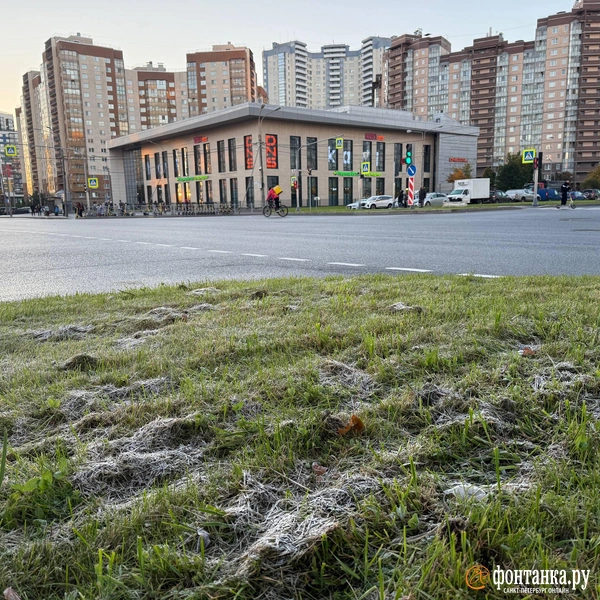 Источник: Марина Мамонтова / «Фонтанка.ру»