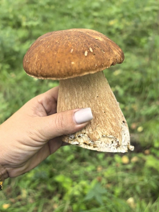 Гриб-здоровяк | Источник: читатель NGS24.RU 