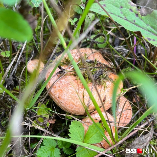 Волнушки волнуют душу грибника — это факт | Источник: Елена Распопова, читатель 59.RU