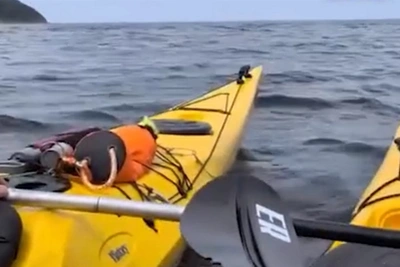 У мыса Птичьего на Сахалине каякеры заметили акулу