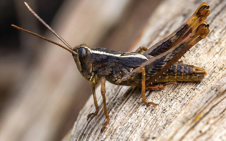 Это самец Eyprepocprifas insularis | Источник: Роб Феликс