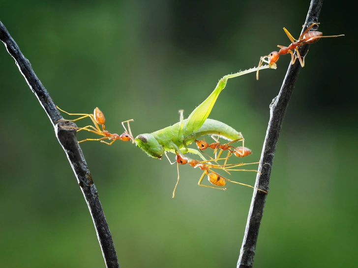 Ais Setiawan / EyeEm / Getty Images